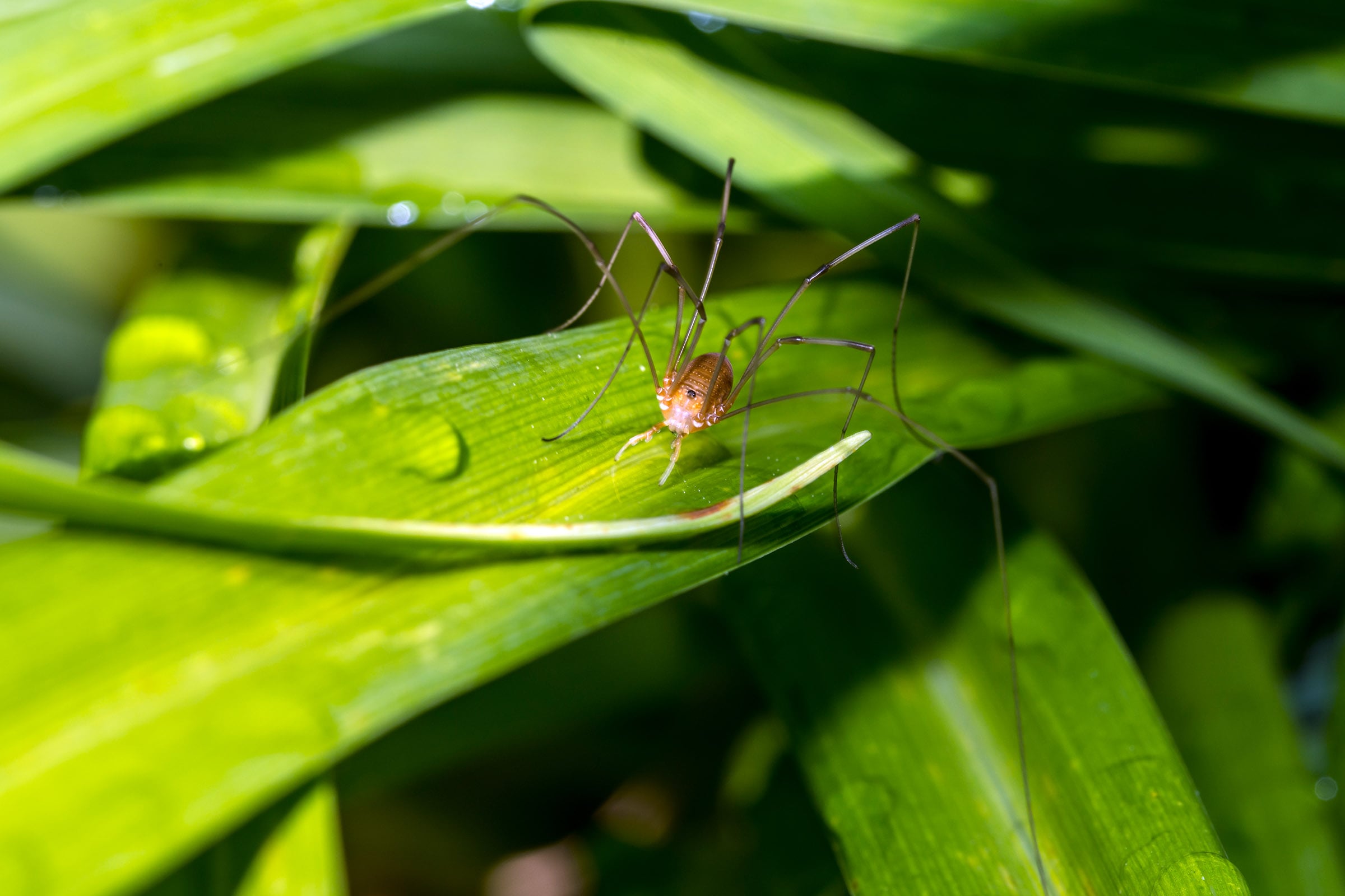cellar spider on wet leaf