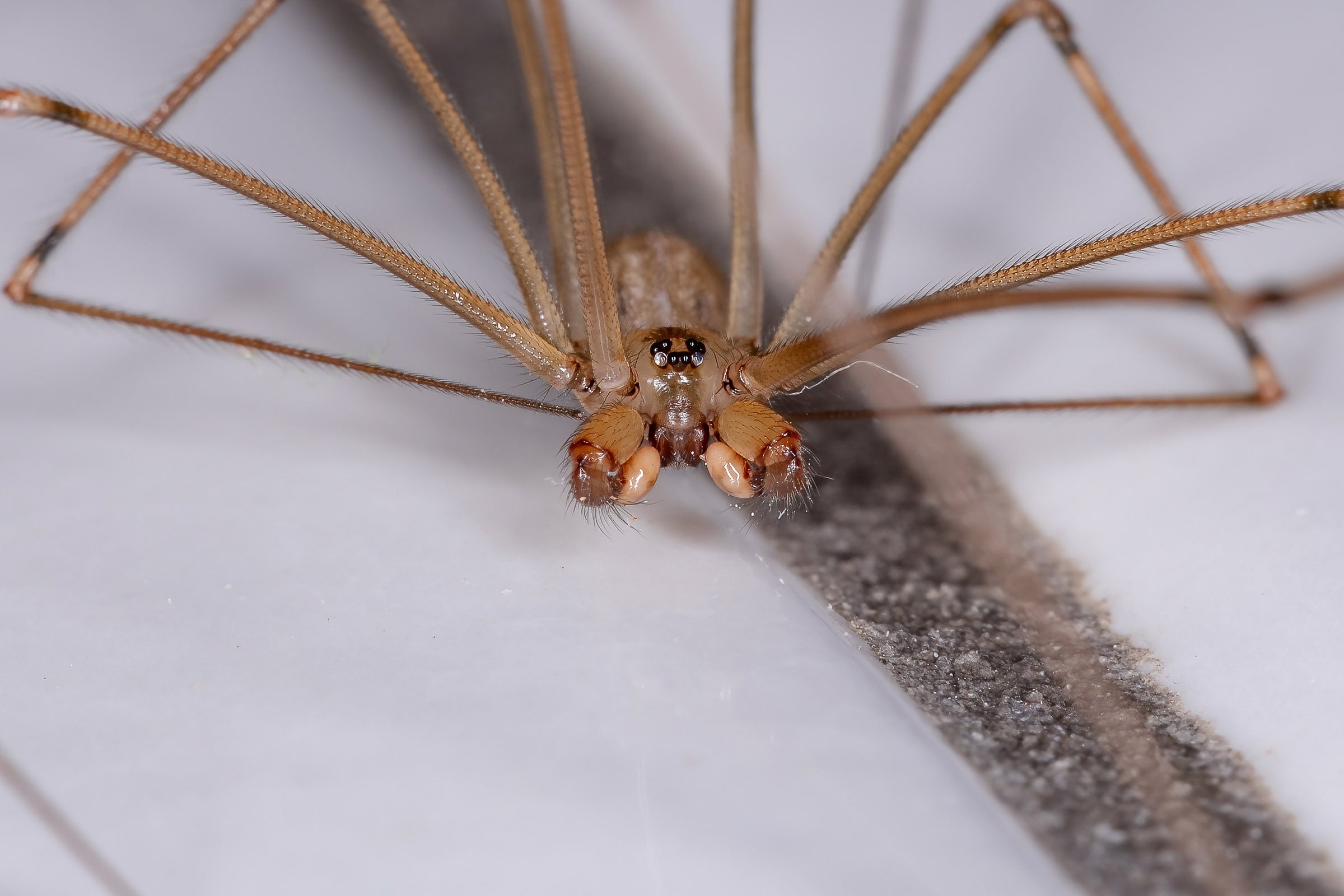 cellar spider showing mandibles