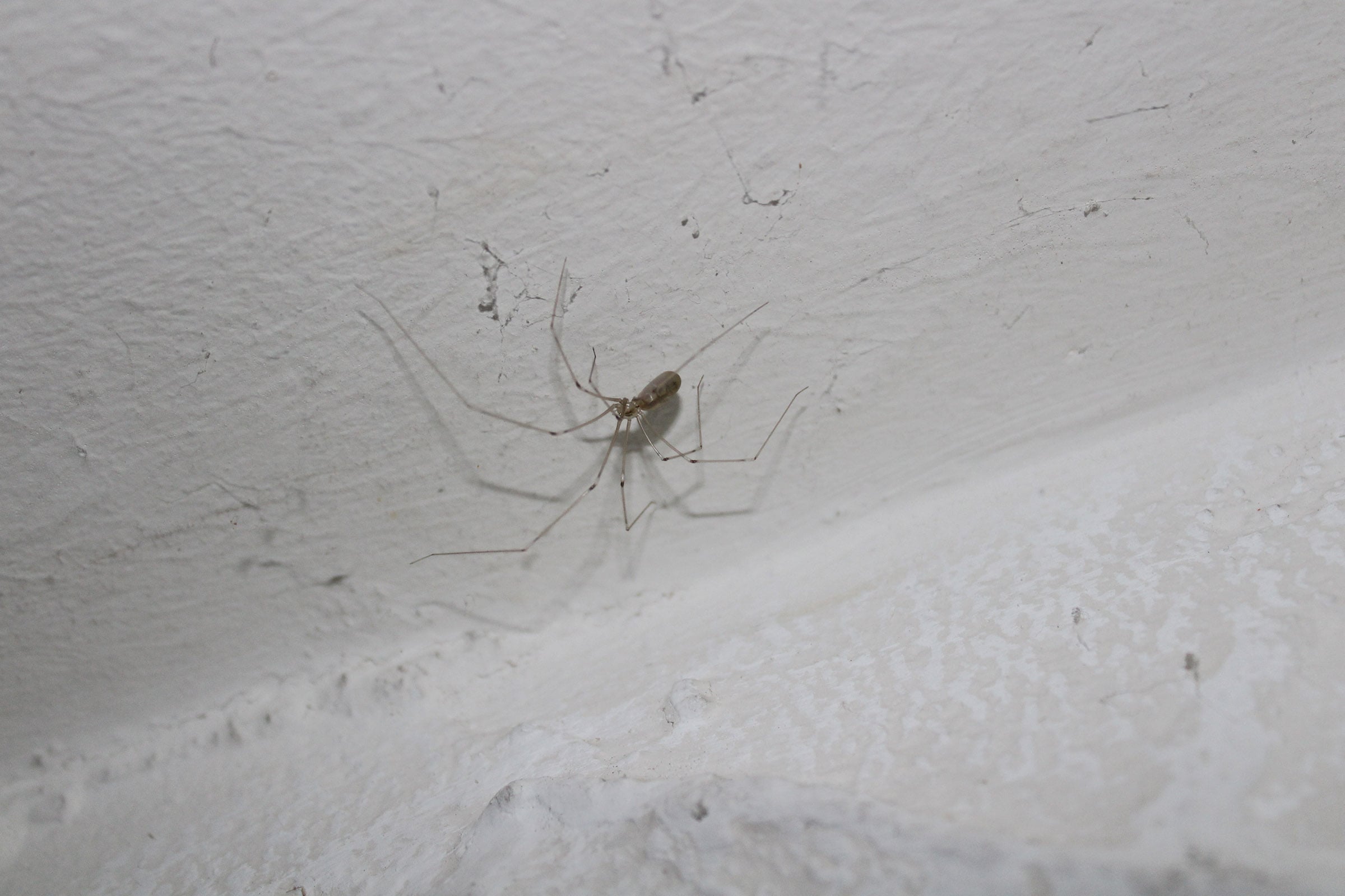 cellar spider walking upside down on ceiling
