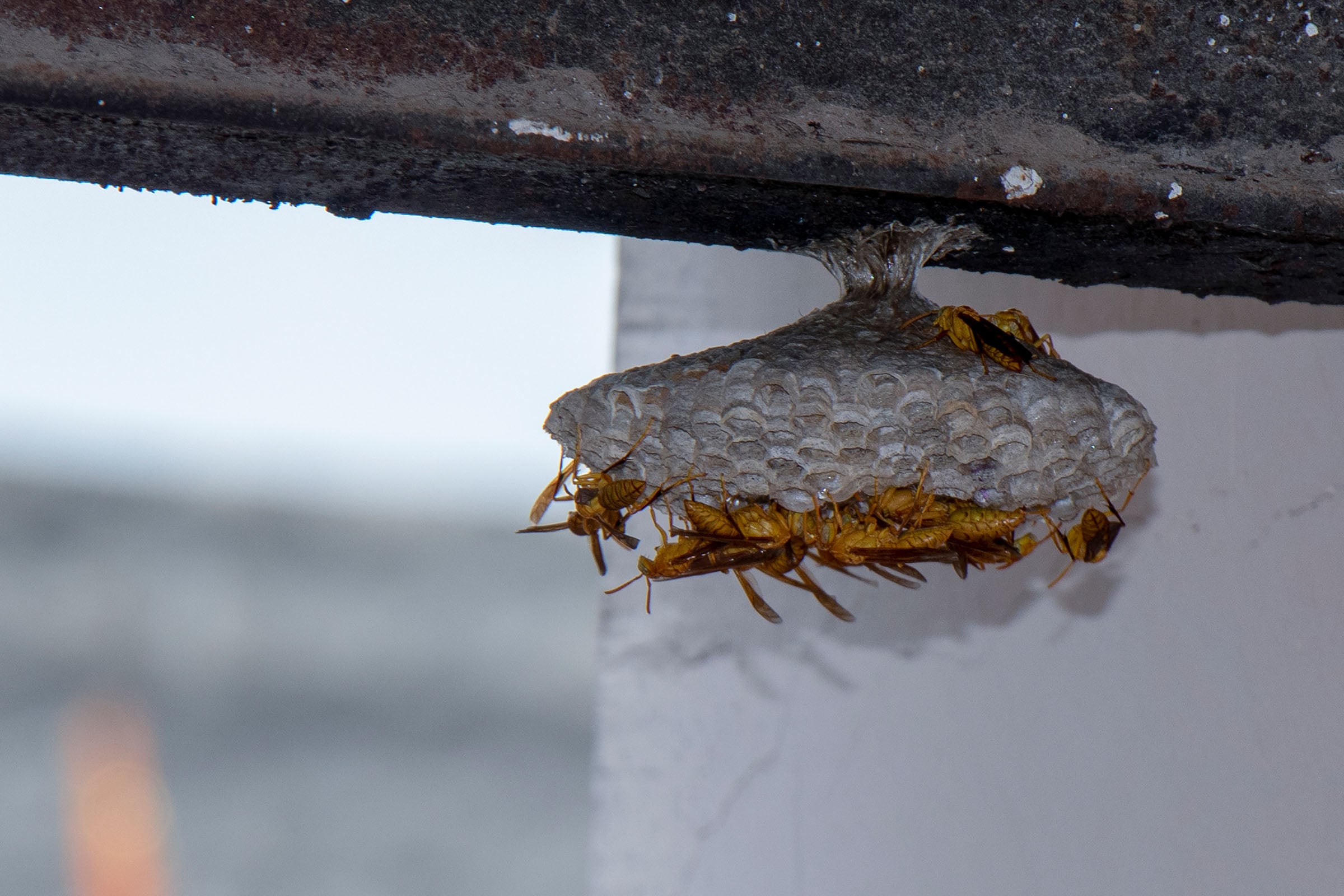 hornets building nest
