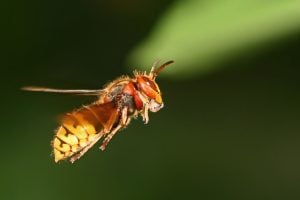 queen hornet flying to find nesting area and food for young