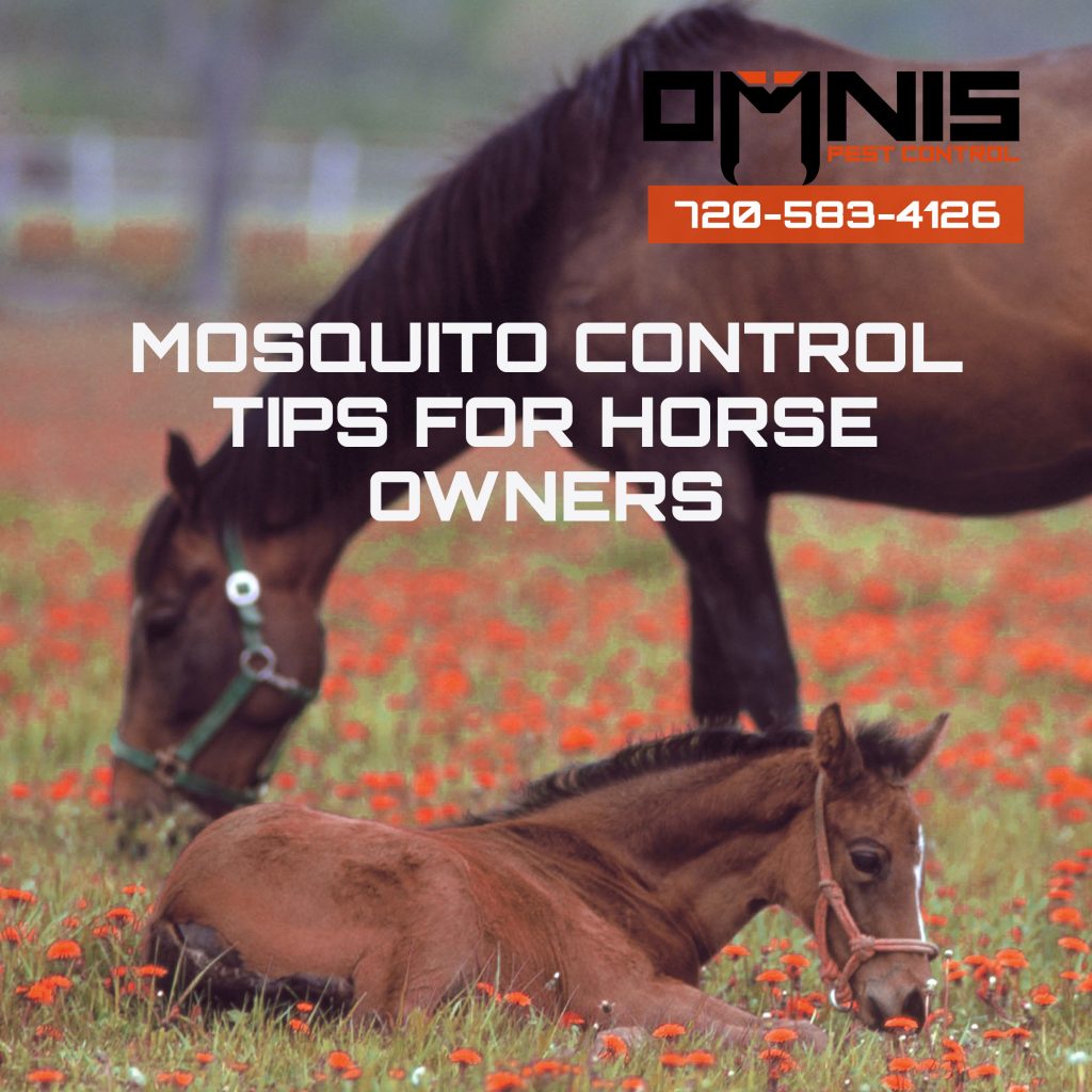 Mosquito Control for Horse Owners - OMNIS Pest Control