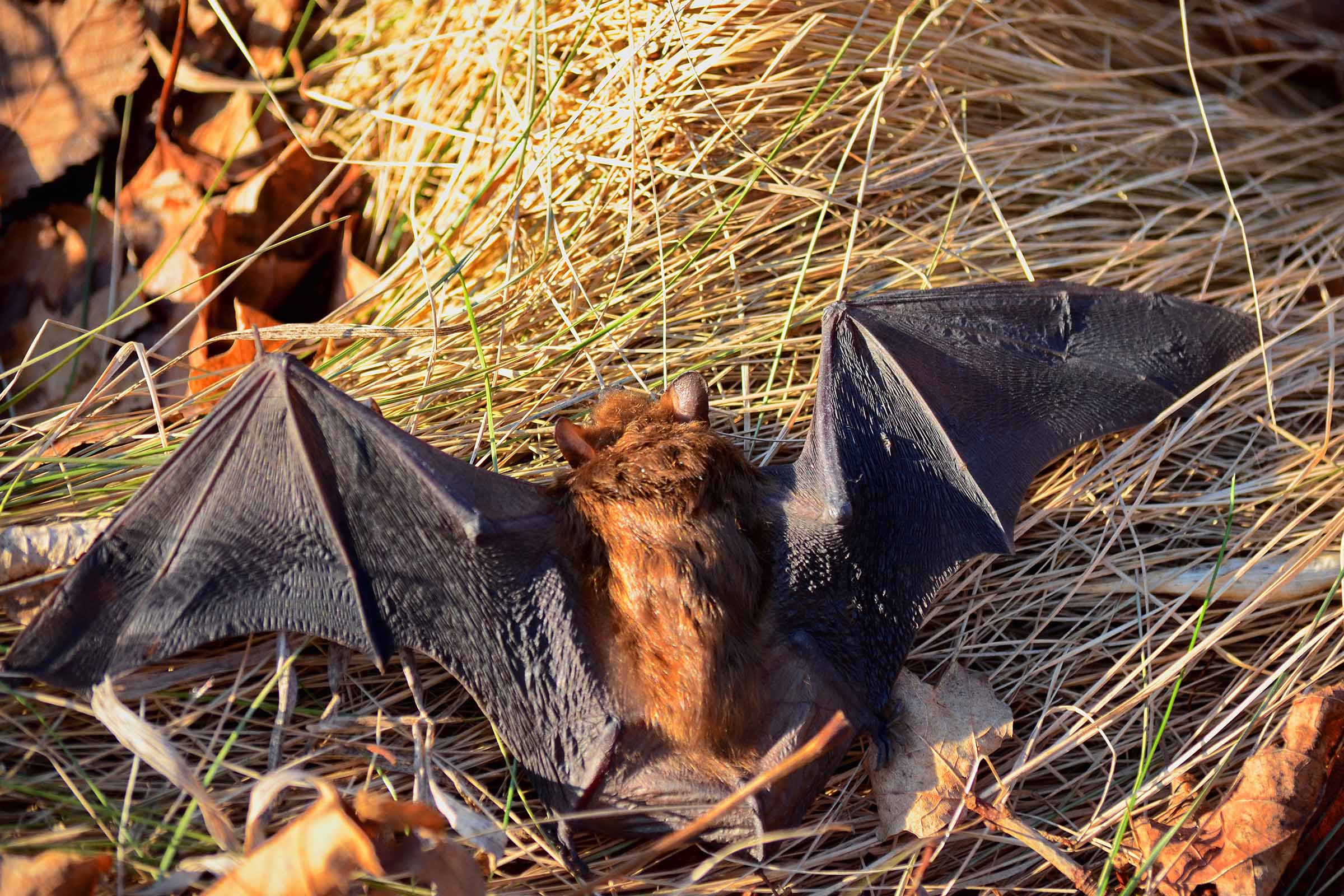 Bat laying on grass bat trying to fly away showing wing structure