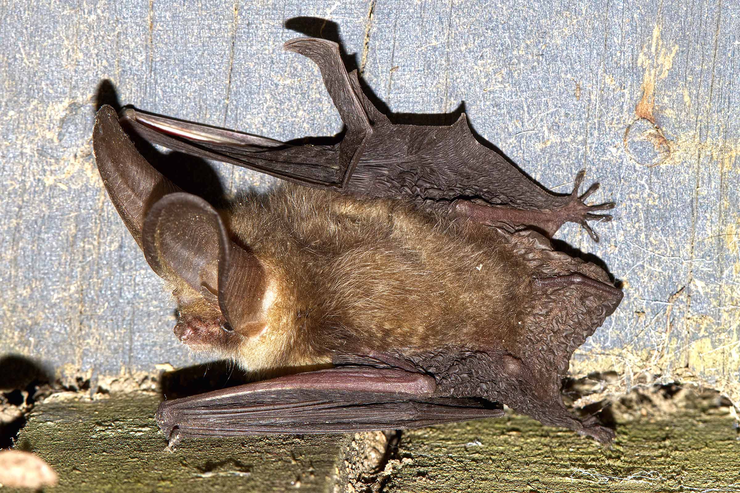 brown bat laying on the ground close to a house needs professional bat control