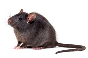 black rat tail in front of body