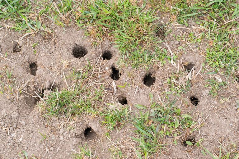 holes in the ground from mice or voles and some scent can deter holes in the ground from mice or voles and some scent can deter