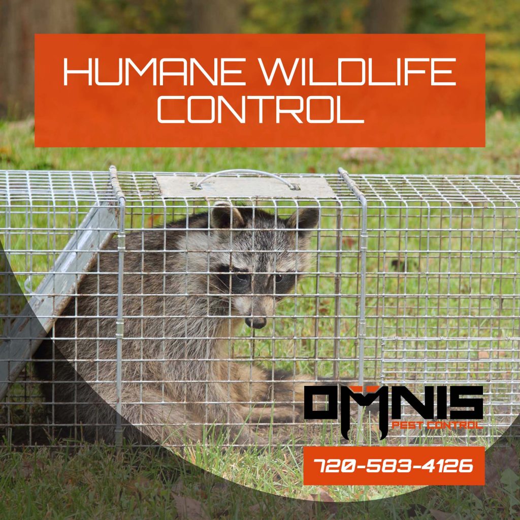 Humane Control Humane Wildlife Control - Wildlife Removal - OMNIS Pest Control