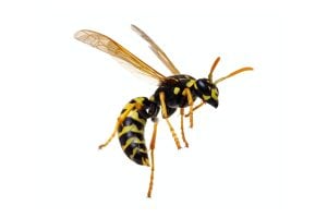 dangerous wasp flying around OMNIS Pest Control can remove them