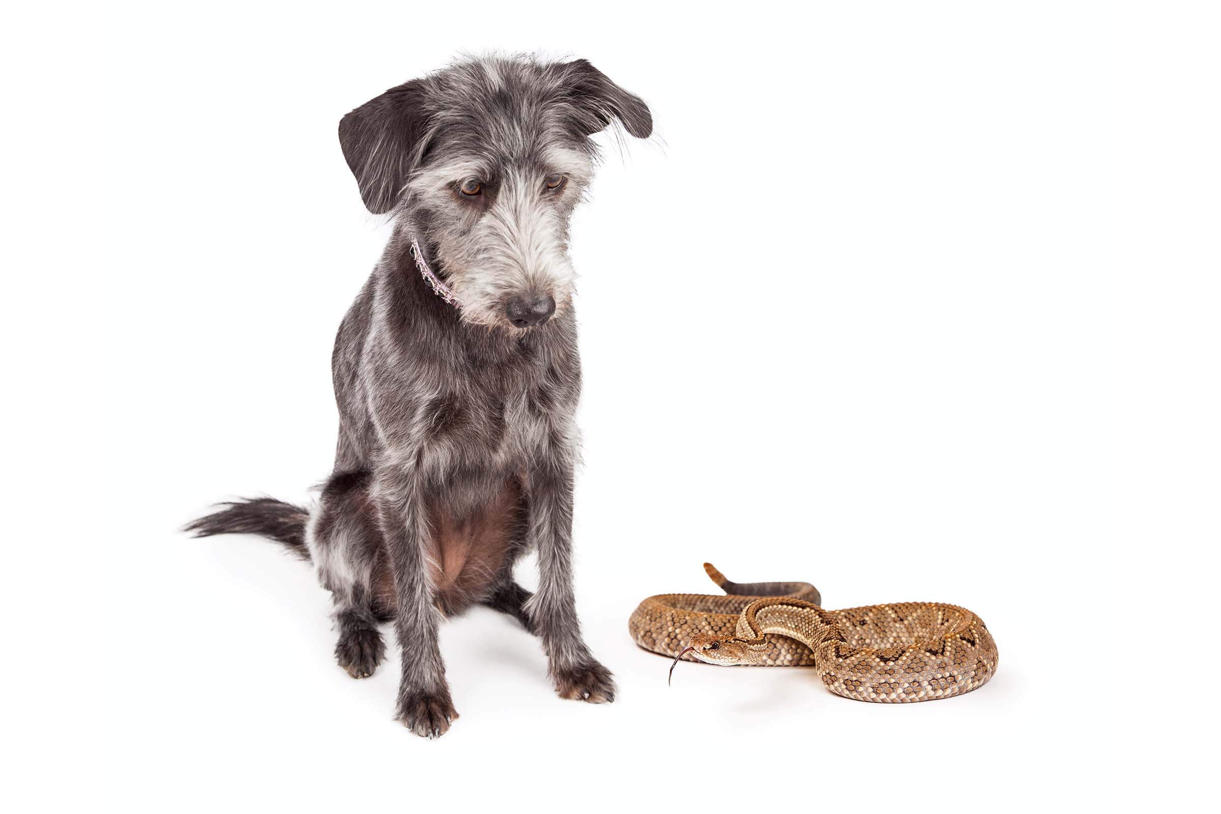 dog too close to a rattle snake and bites are deadly to dogs call OMNIS to remove PEST CONTROL