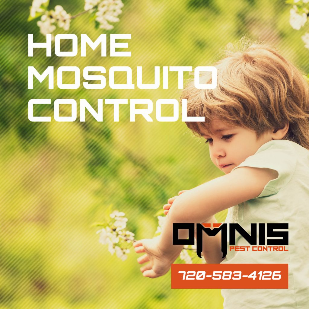 How to Keep Mosquitoes Out of Your Yard and Home