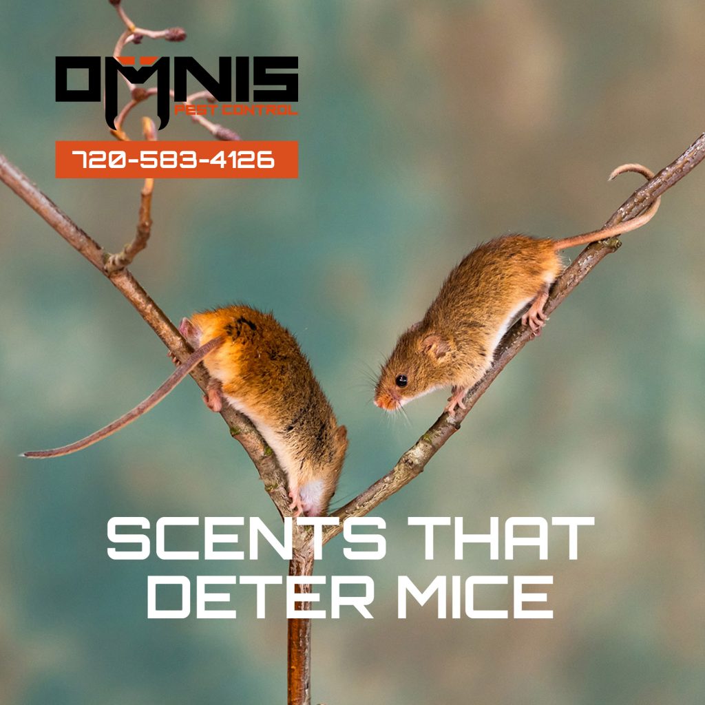 Pleasant and Pungent Scents That Deter Mice