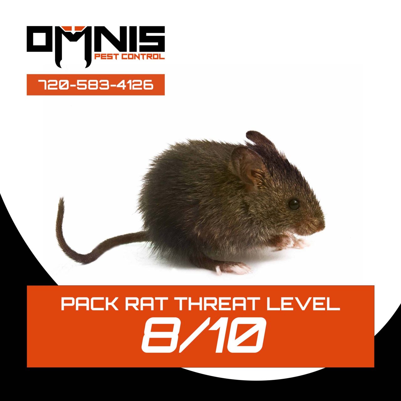 Pest Control Program Rats About Rats - Pest Library - Omnis Pest Control