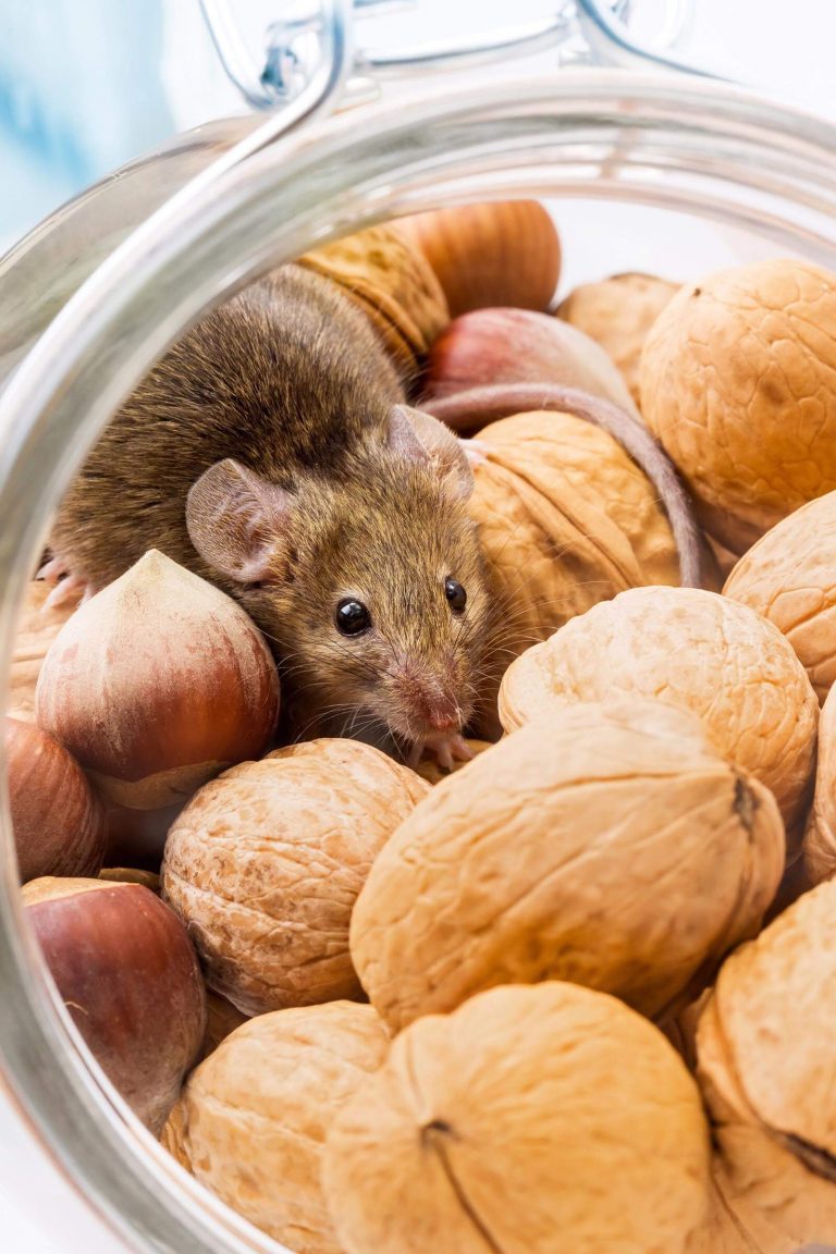 mouse inside open glass jar full of nuts OMNIS