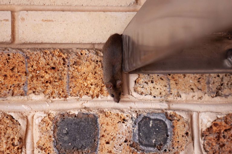trying to keep mice away with ultrasonic sound trying to keep mice away with ultrasonic sound