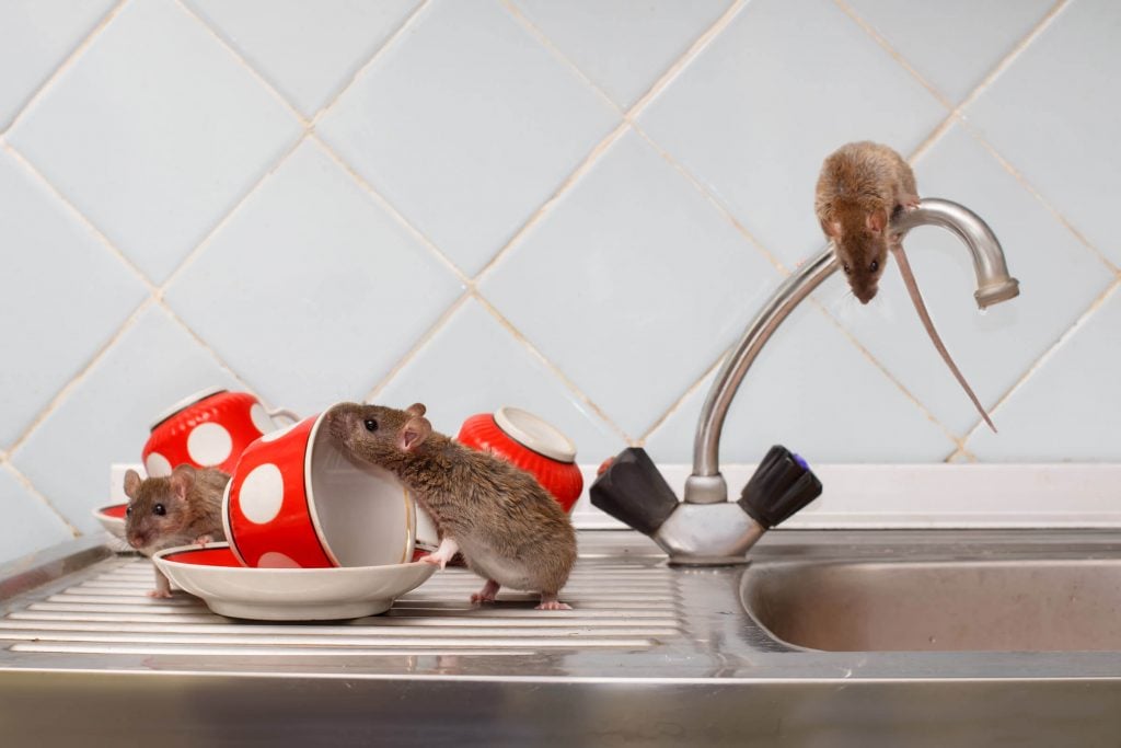 rat infestation in kitchen call OMNIS Pest Control