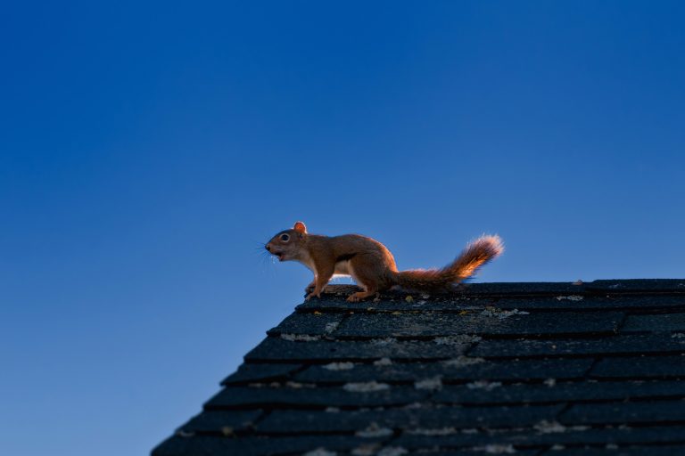 squirrel making noise on the roof squirrel making noise on the roof