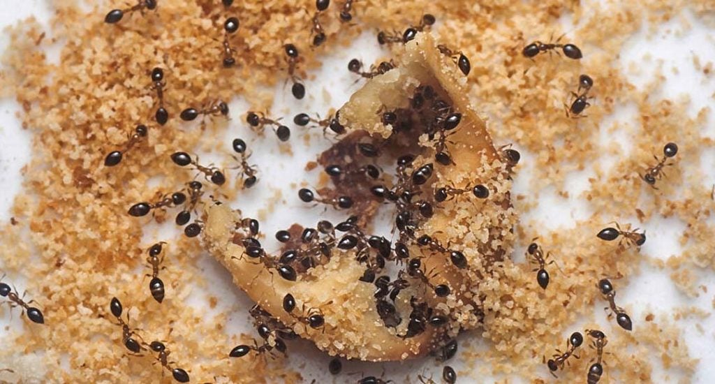 have OMNIS Pest Control remove sugar ants from kitchen