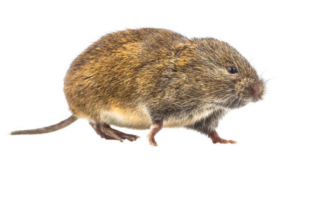 a vole looks like a chubby mouse a vole looks like a chubby mouse