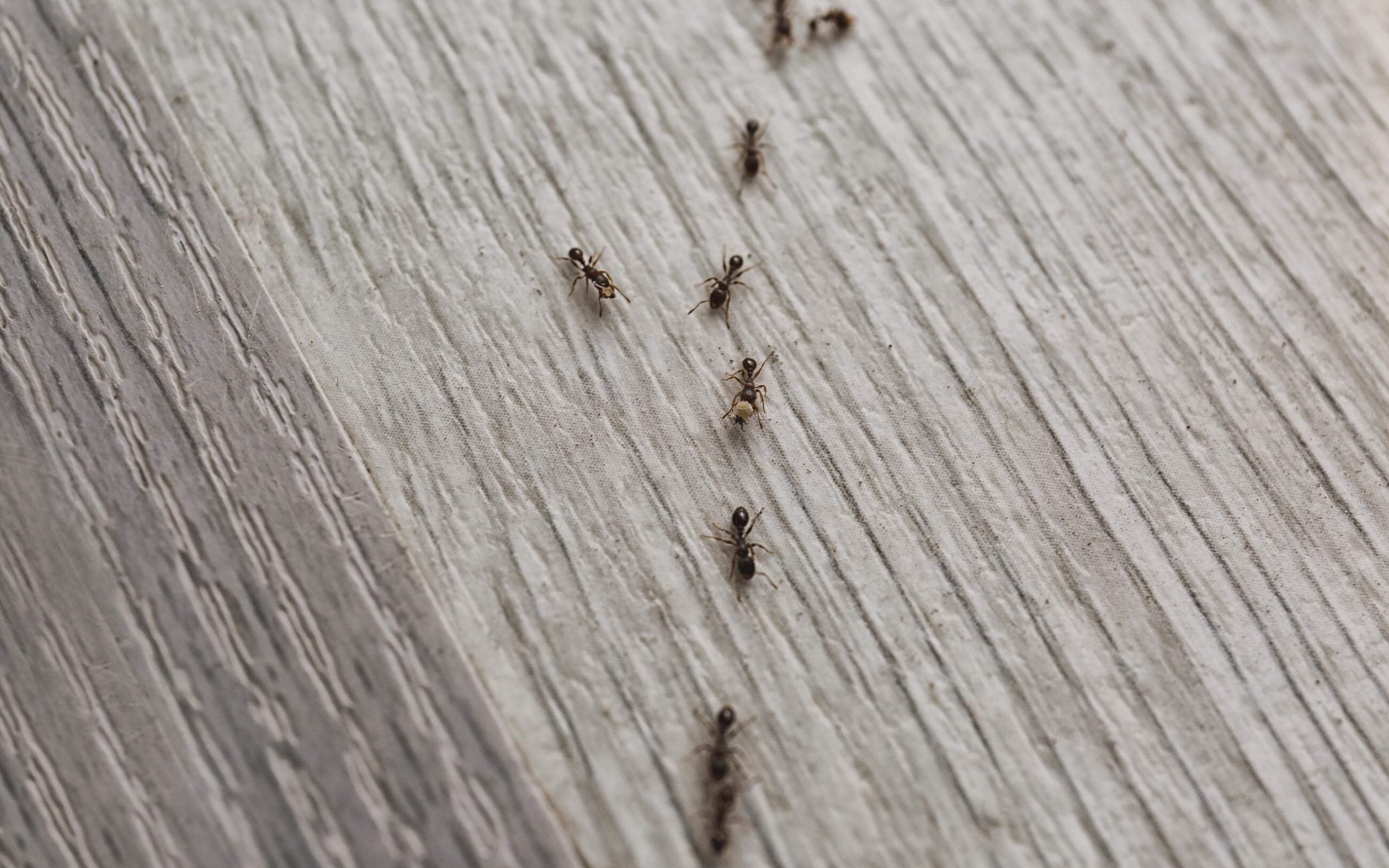 ants leave an invisible scent trail to get back to colony OMNIS clears with pet safe ant control