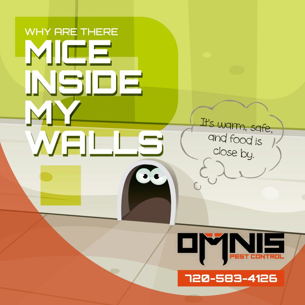 How Do I Get Rid of Mice in Walls?