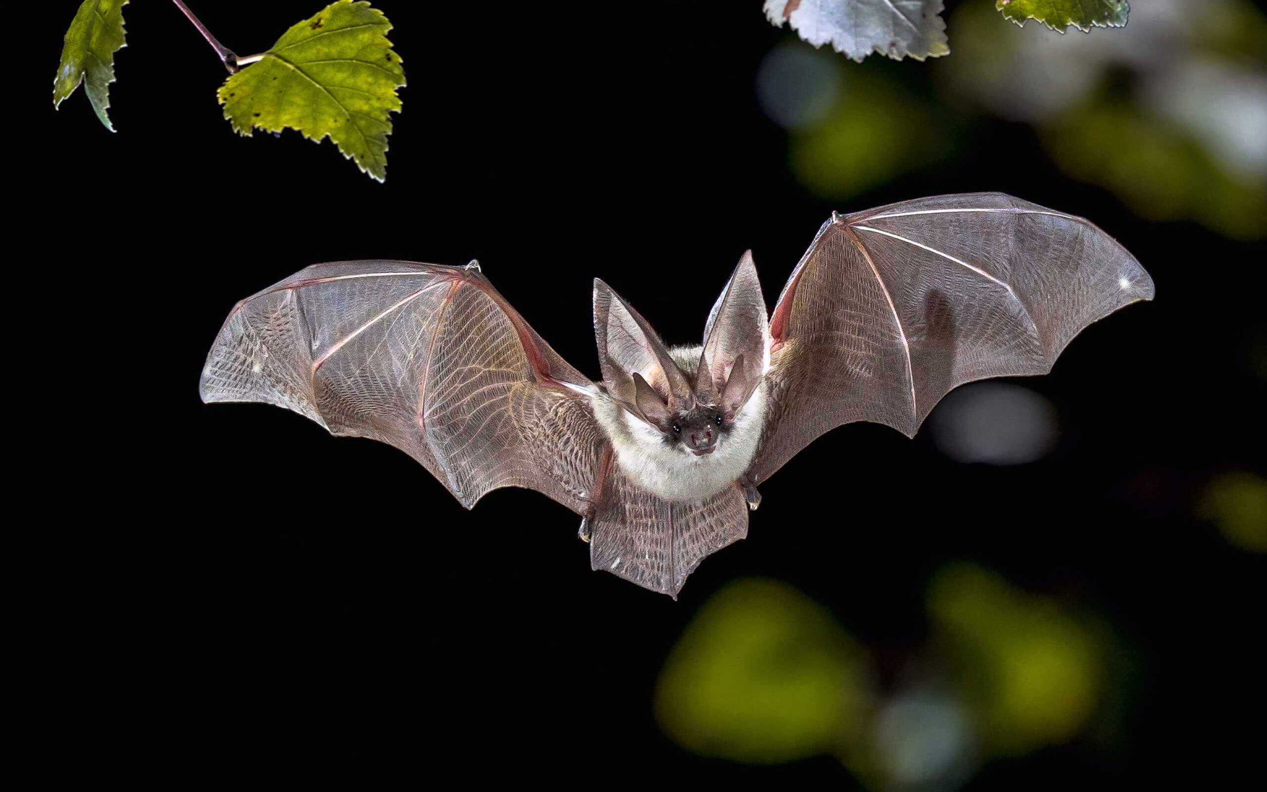 a bat flying around your house is not safe and requires professional bat control