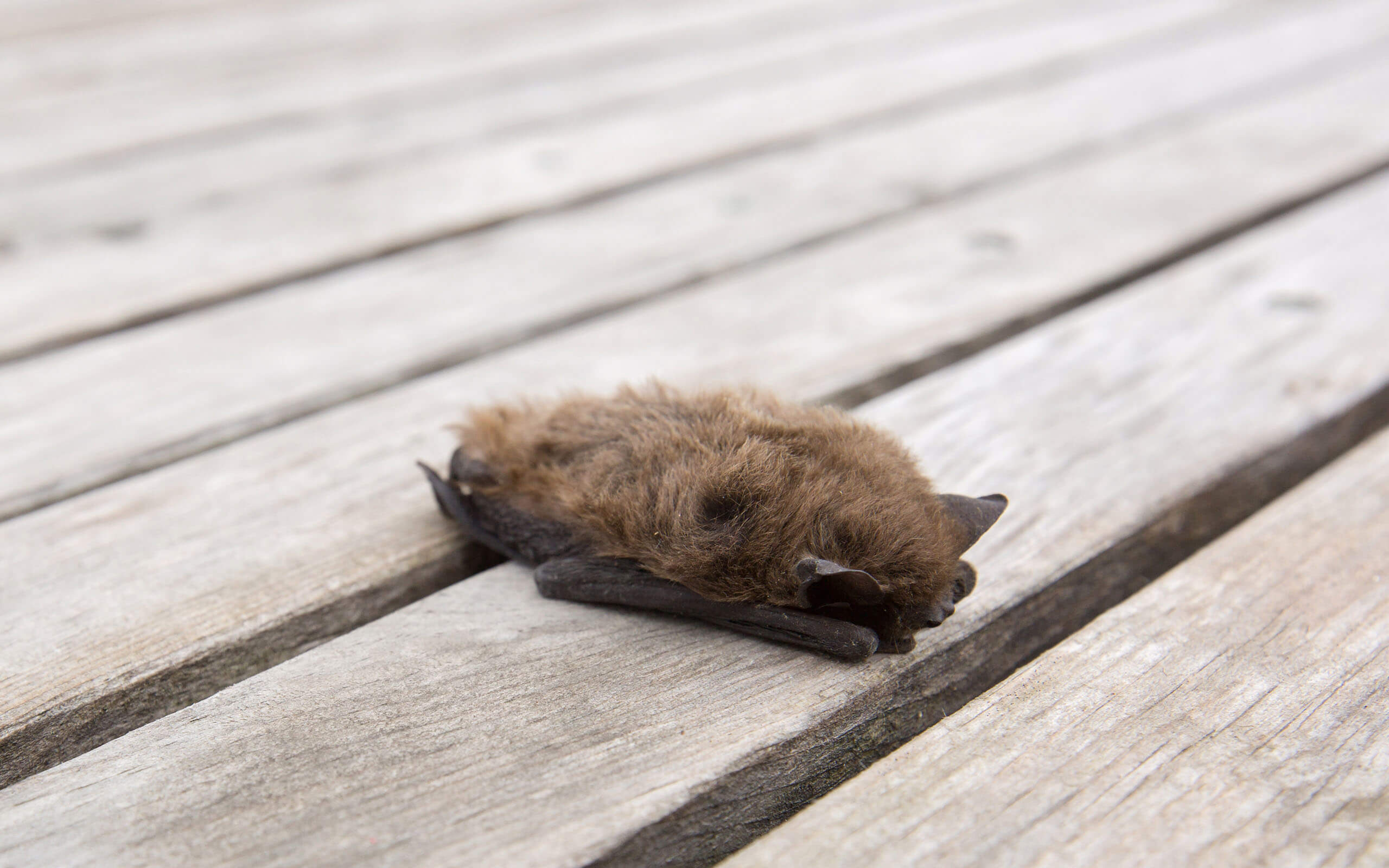 bat will not move from deck area showing need for professional bat control