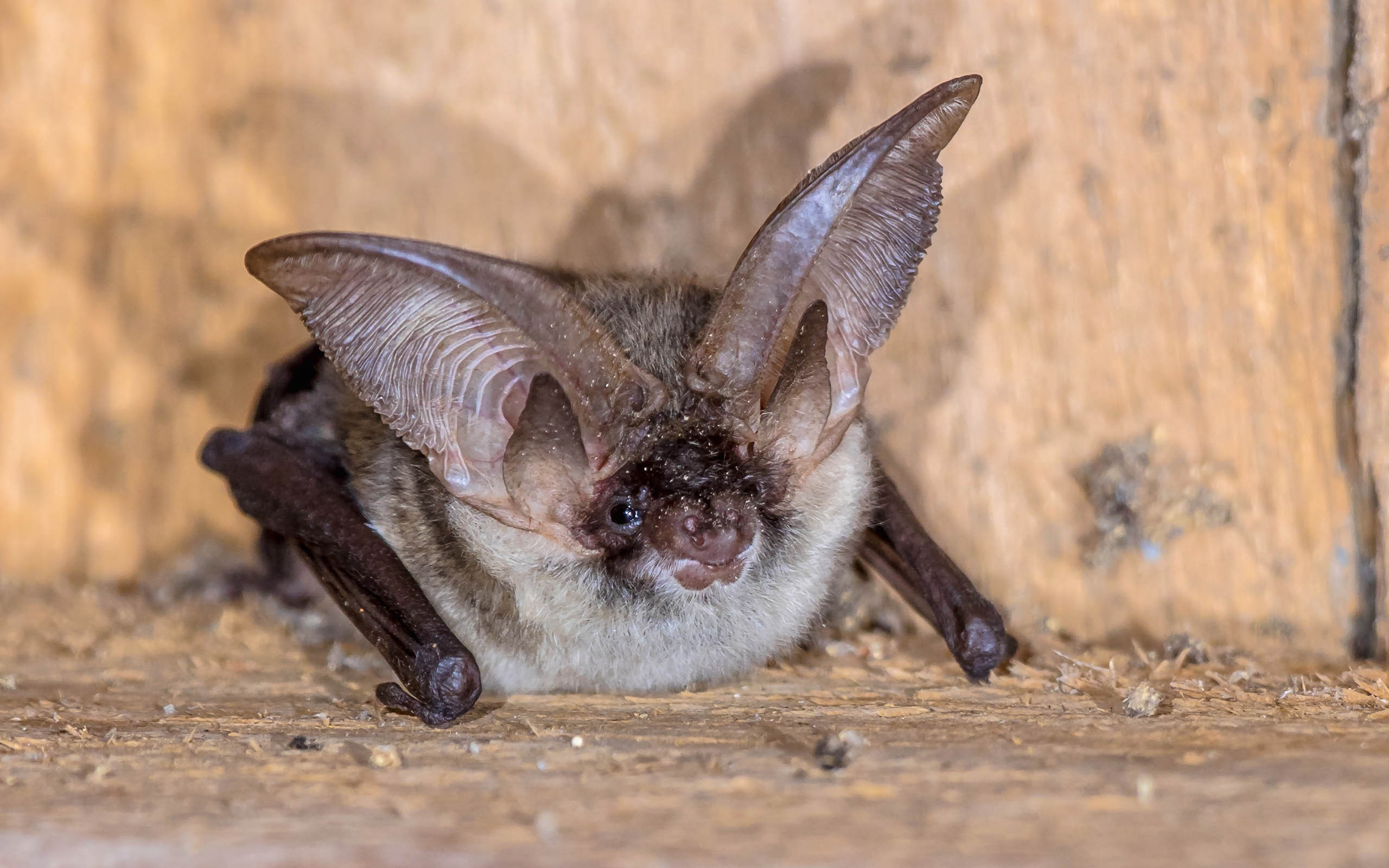 long-eared bat on wooden deck in Colorado