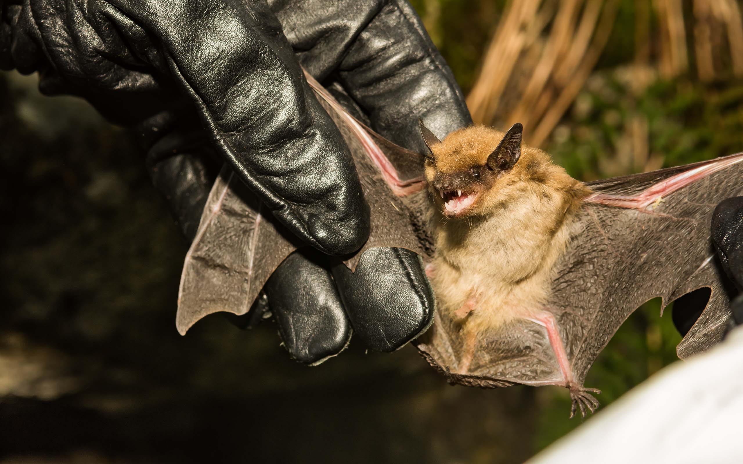 safely removing a bat with protective gloves