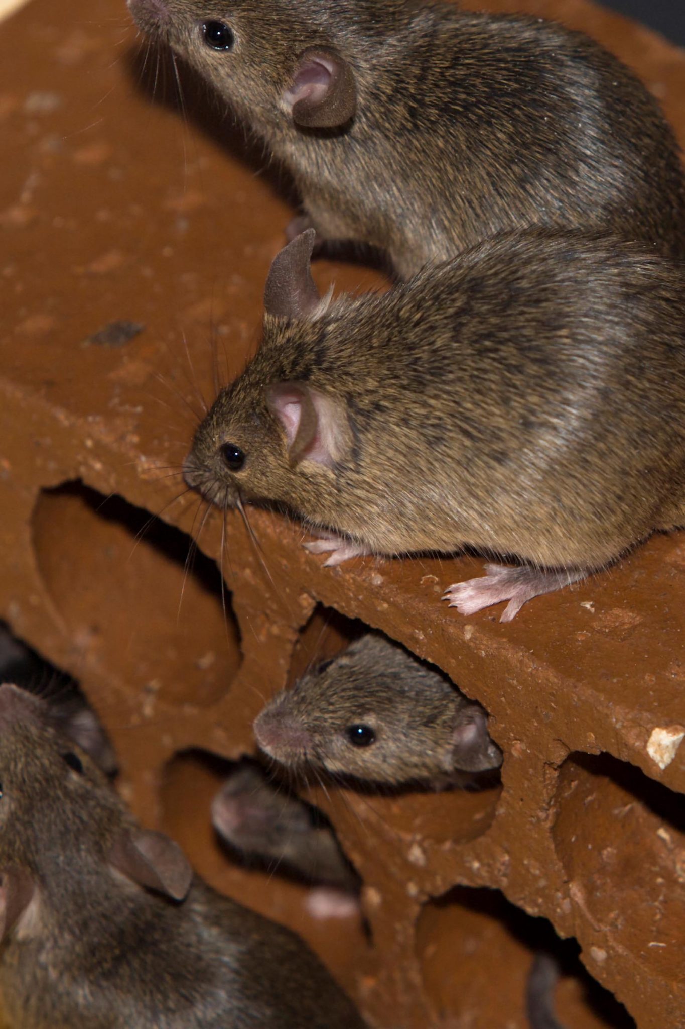 house mice colony can be very noisey house mice colony can be very noisey