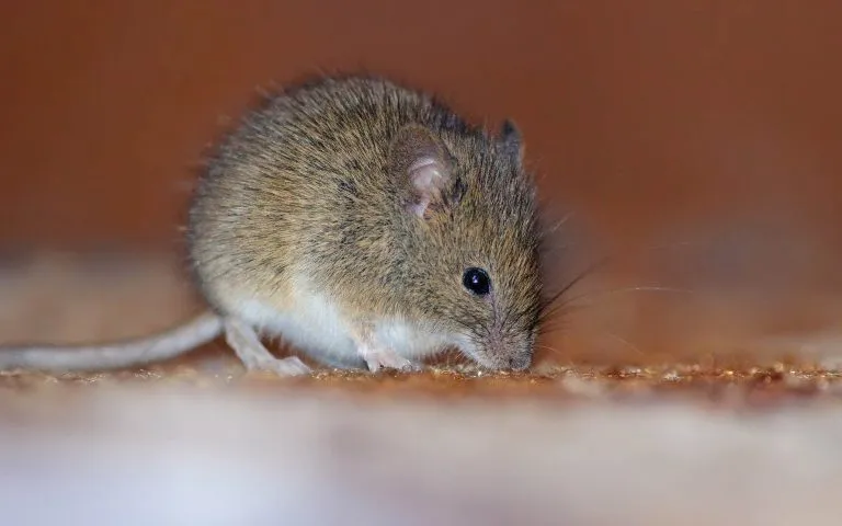 protect your property with OMNIS mouse control program