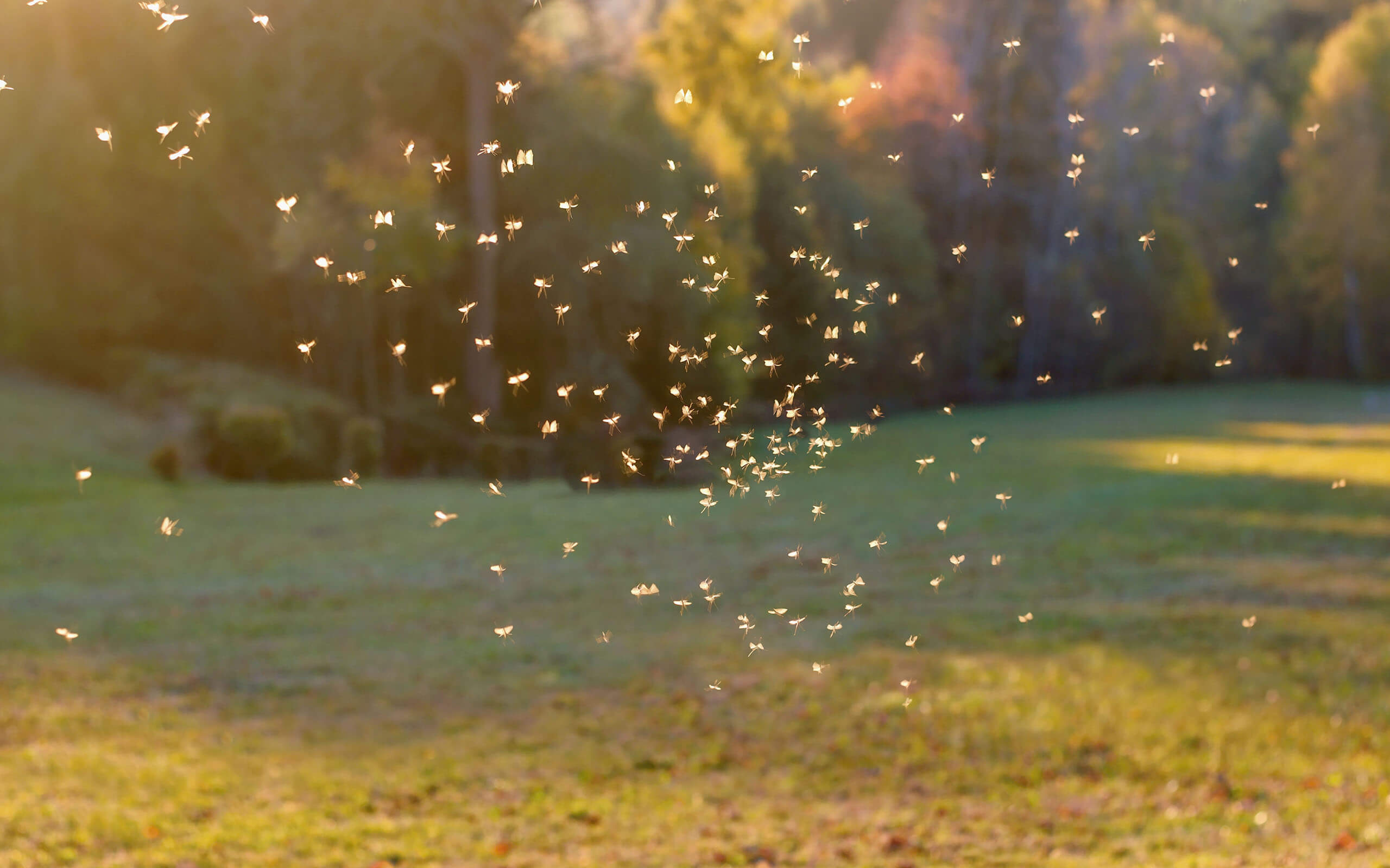 remove mosquitos from your yard with OMNIS Pest Control seasonal treatment
