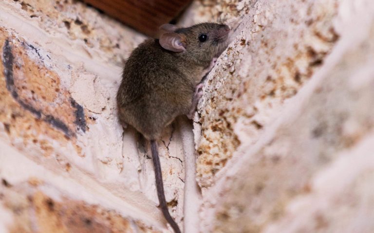 OMNIS Pest Control exterminates mice with ongoing mouse control services OMNIS Pest Control exterminates mice with ongoing mouse control services