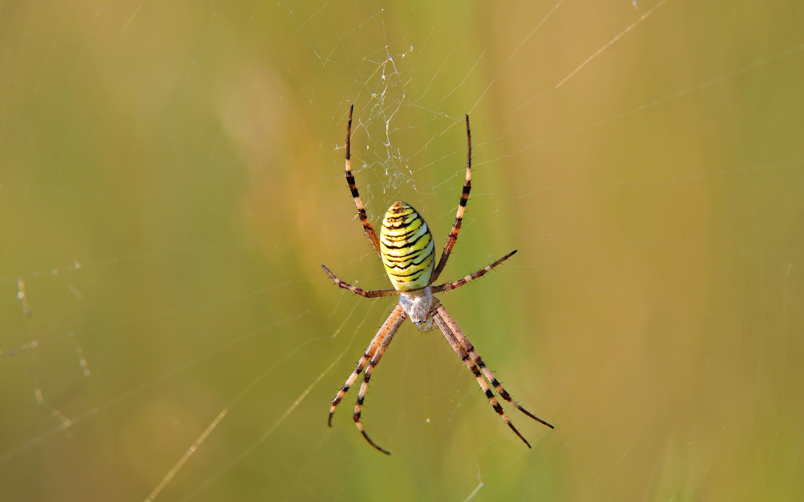 outdoor garden spider are scary and make your afraid to go outside