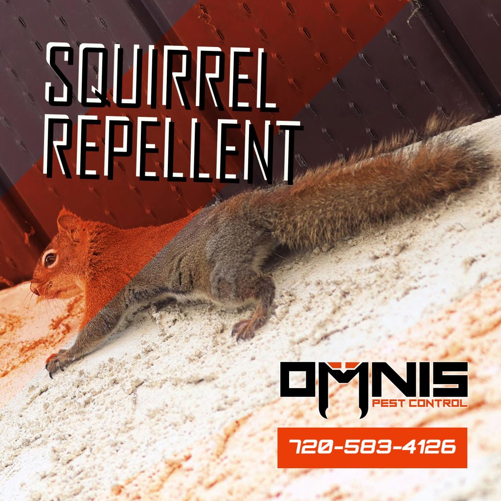 12 Ways to Repel Squirrels with Household Items and DIY Solutions