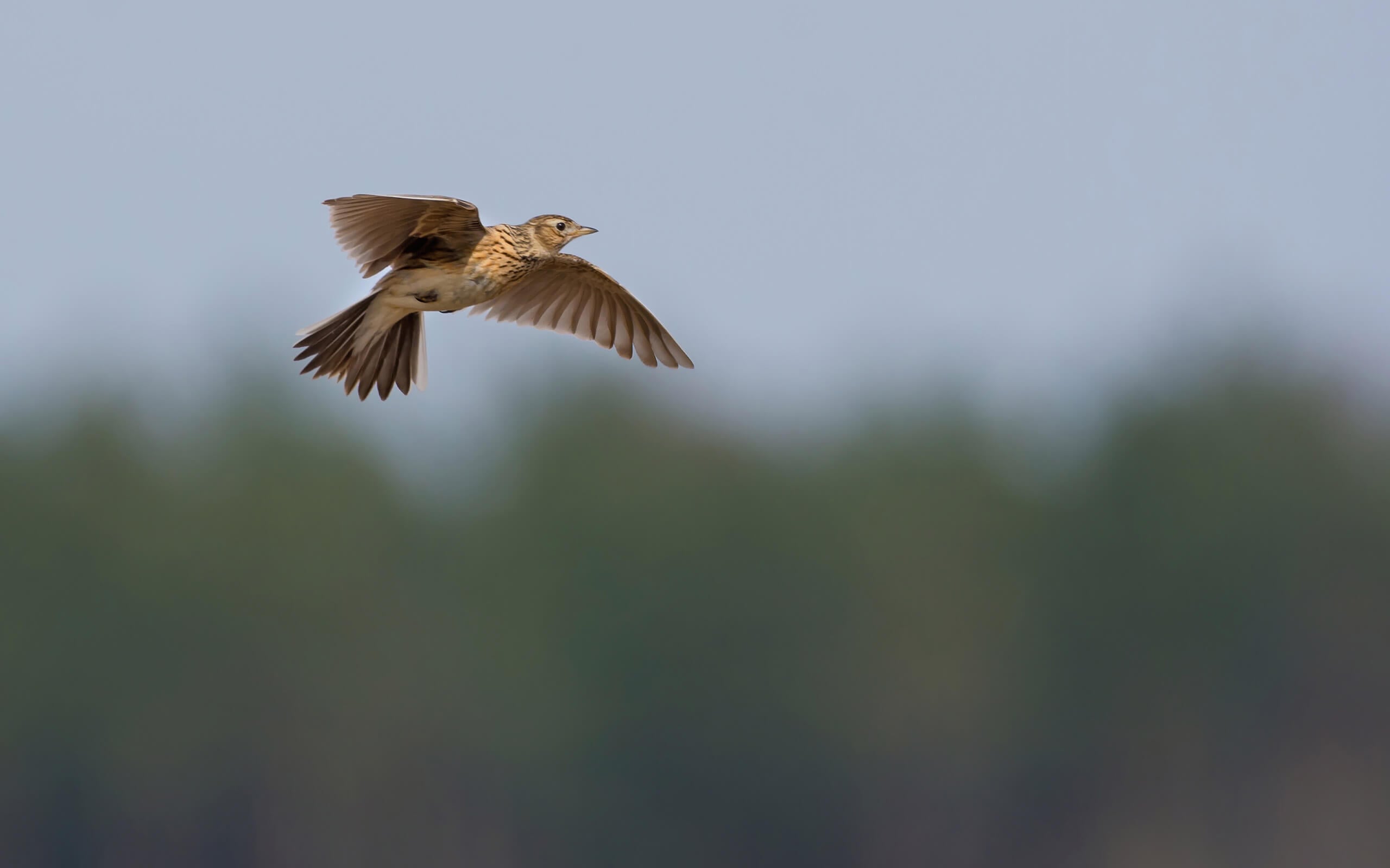 Skylark flying through the air 