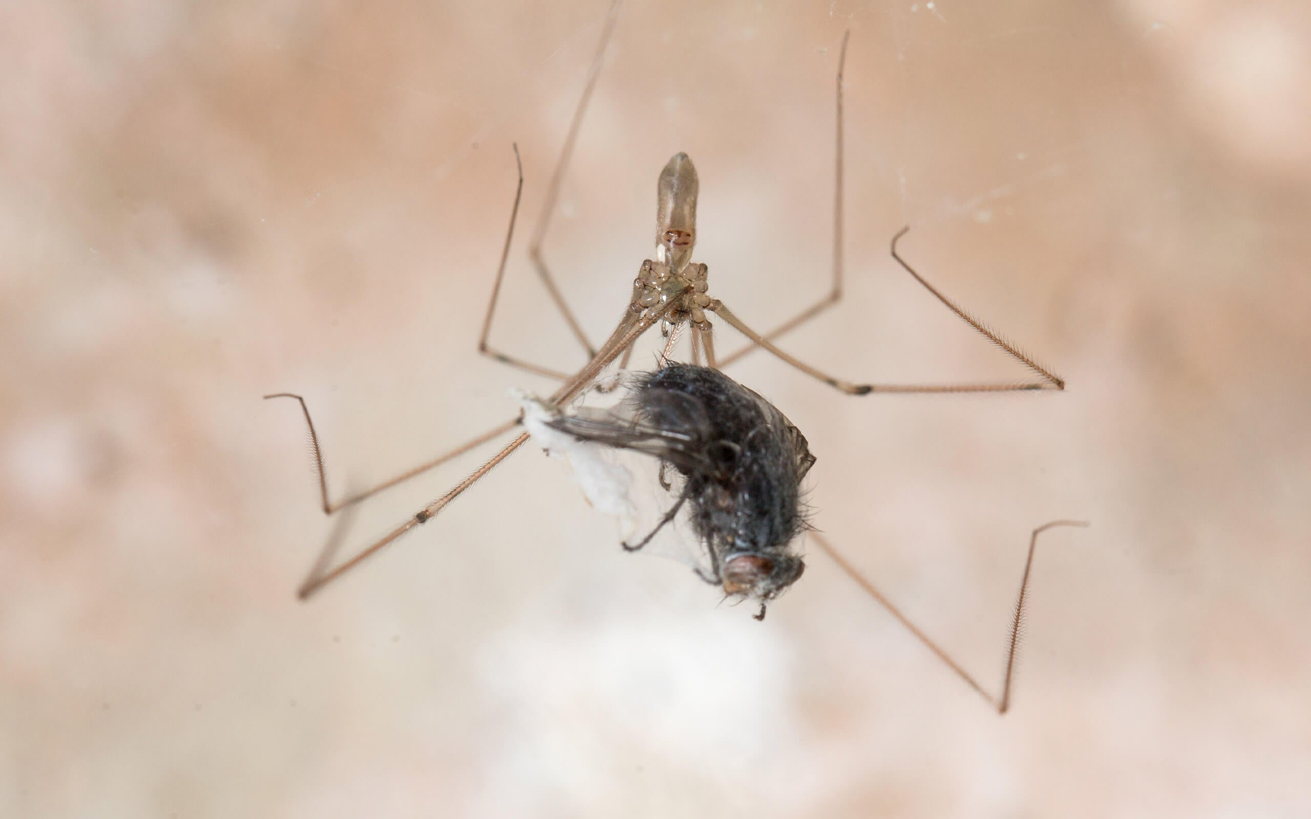 cellar spider in comparison to fly