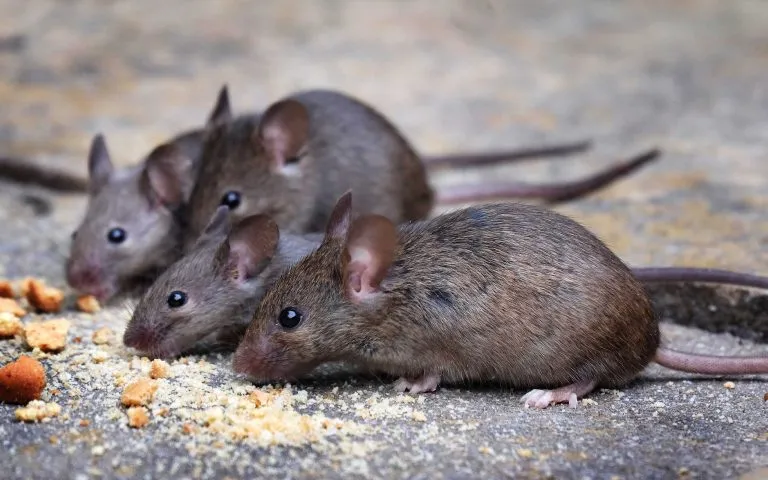 crumbs on floor attracts mice