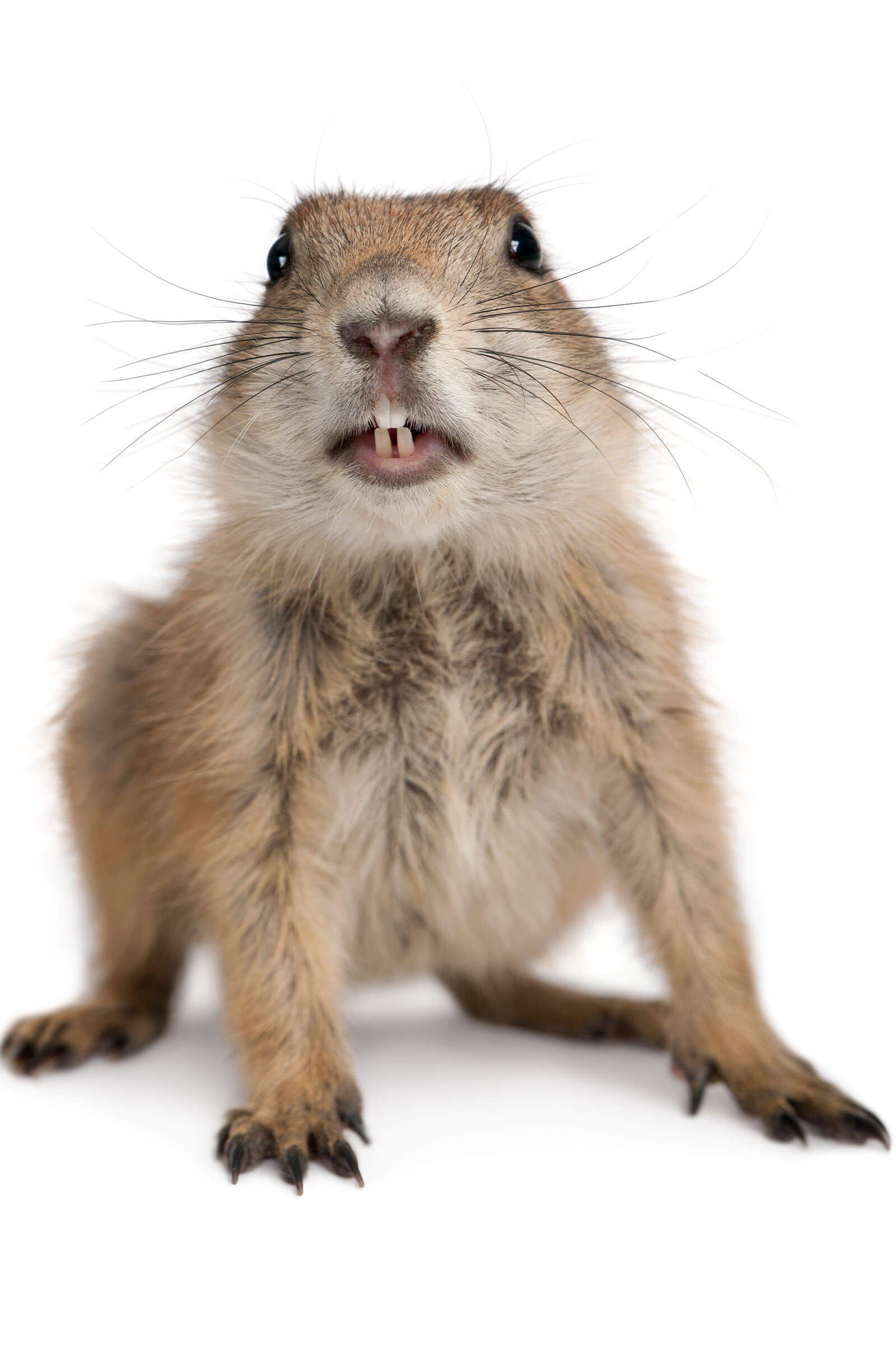 gopher showing front teeth do not get close