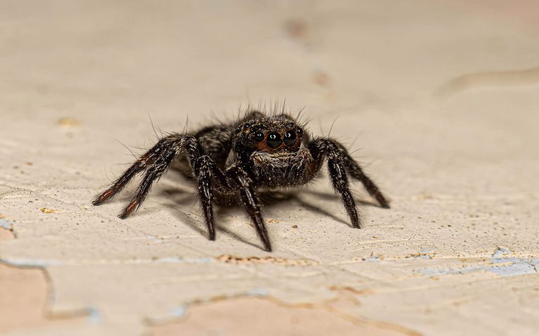 jumping spider do not make spider webs