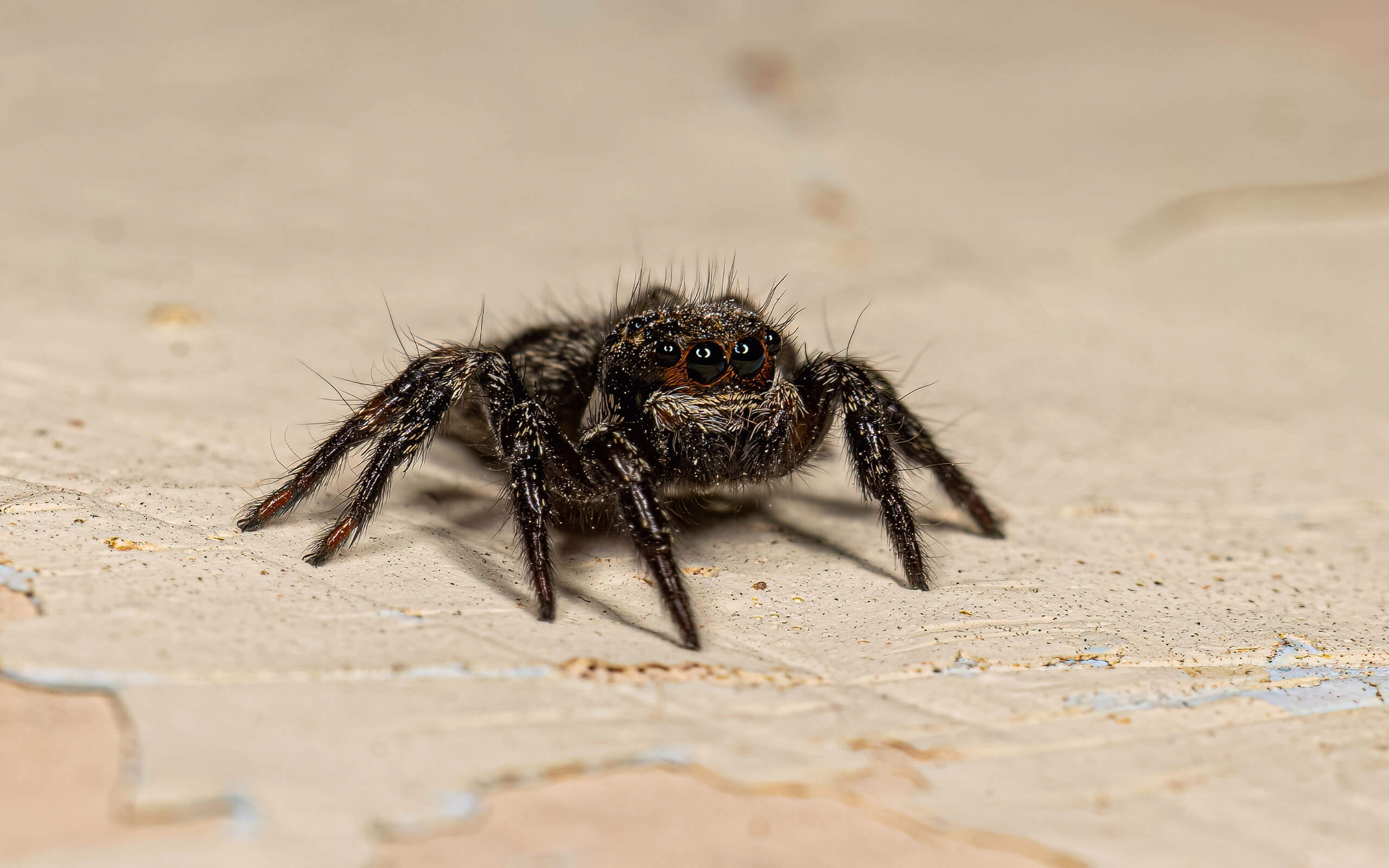 jumping spider do not make spider webs