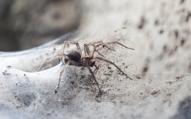 sheet weaving web funnel web spider