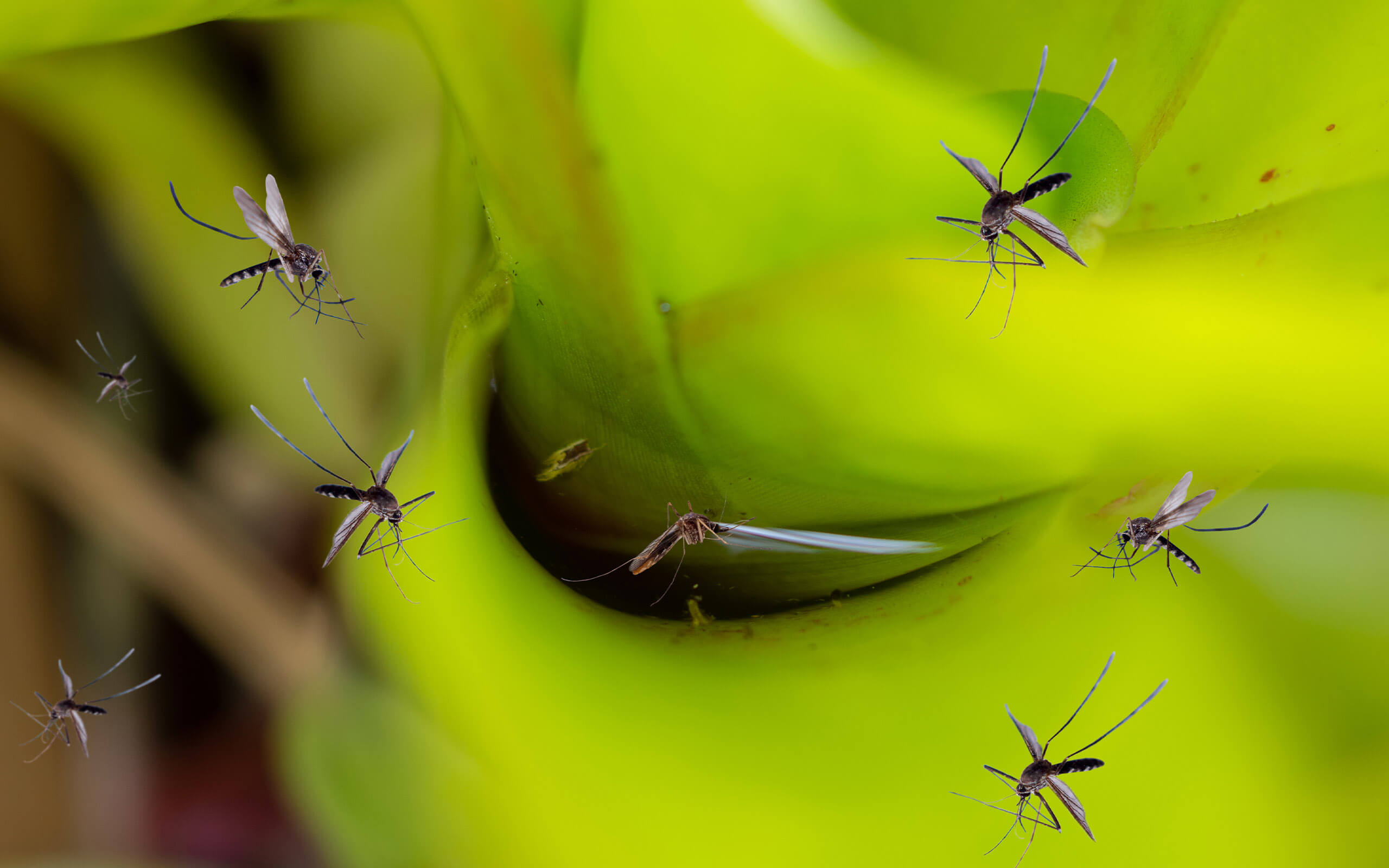 don't let mosquitos take over your property