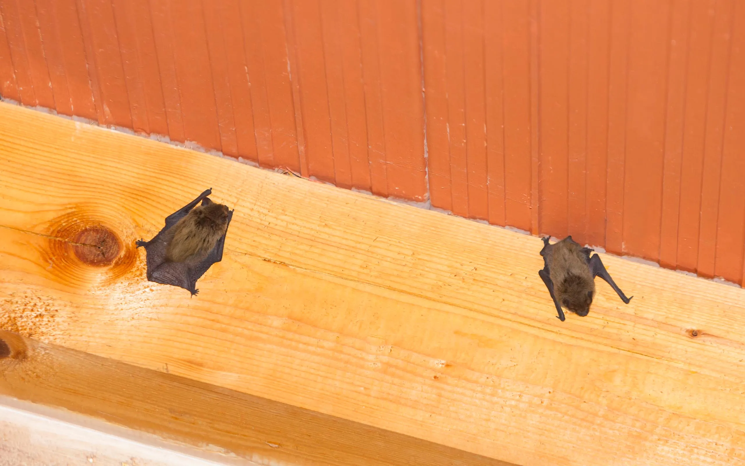 bat pair sleeping bats sleeping under roof eaves - common roosting location