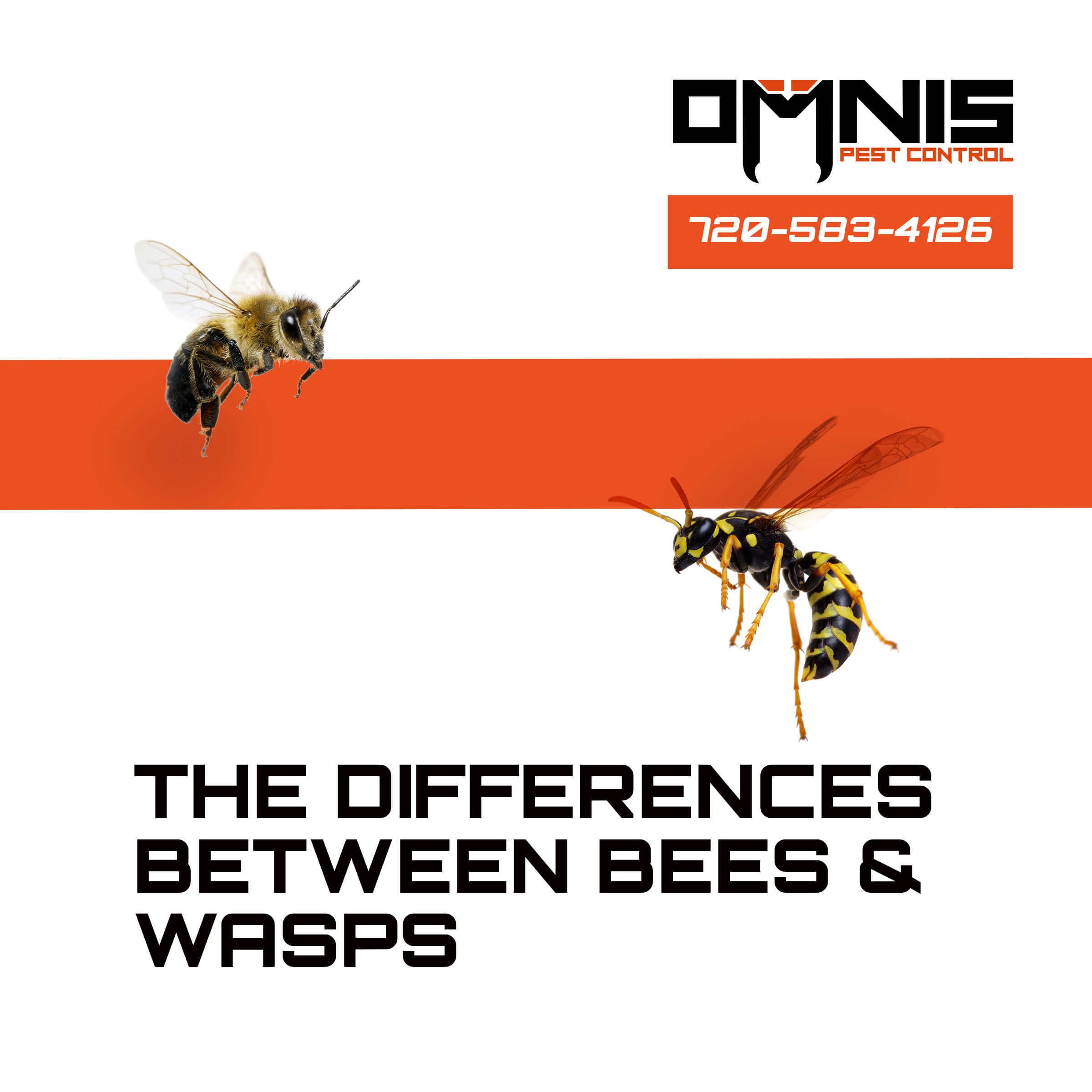 Differences Between Bees and Wasps