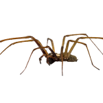 common house spider in Lone Tree homes