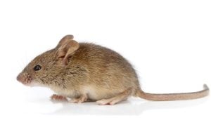 the house mouse scientific name is mus musculus