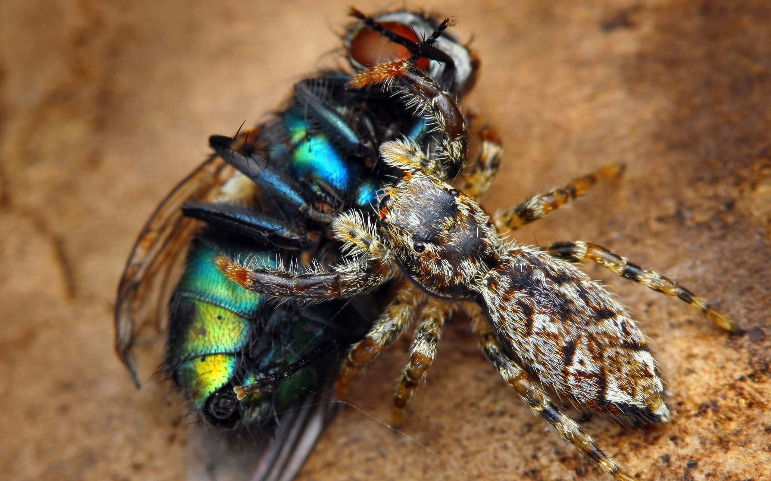 jumping spider likes to eat house flies
