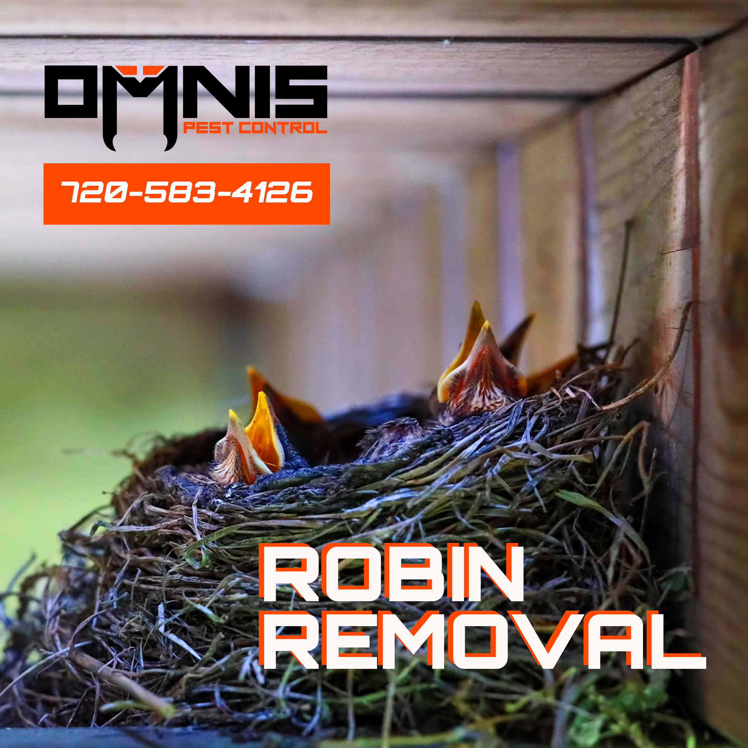 OMNIS Pest Control MAY 2023 robin removal