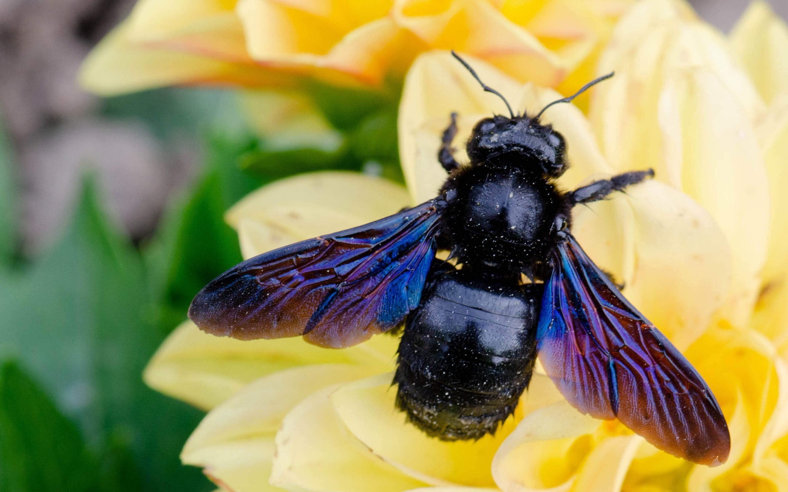 Black carpenter bee on yellow Zinnia