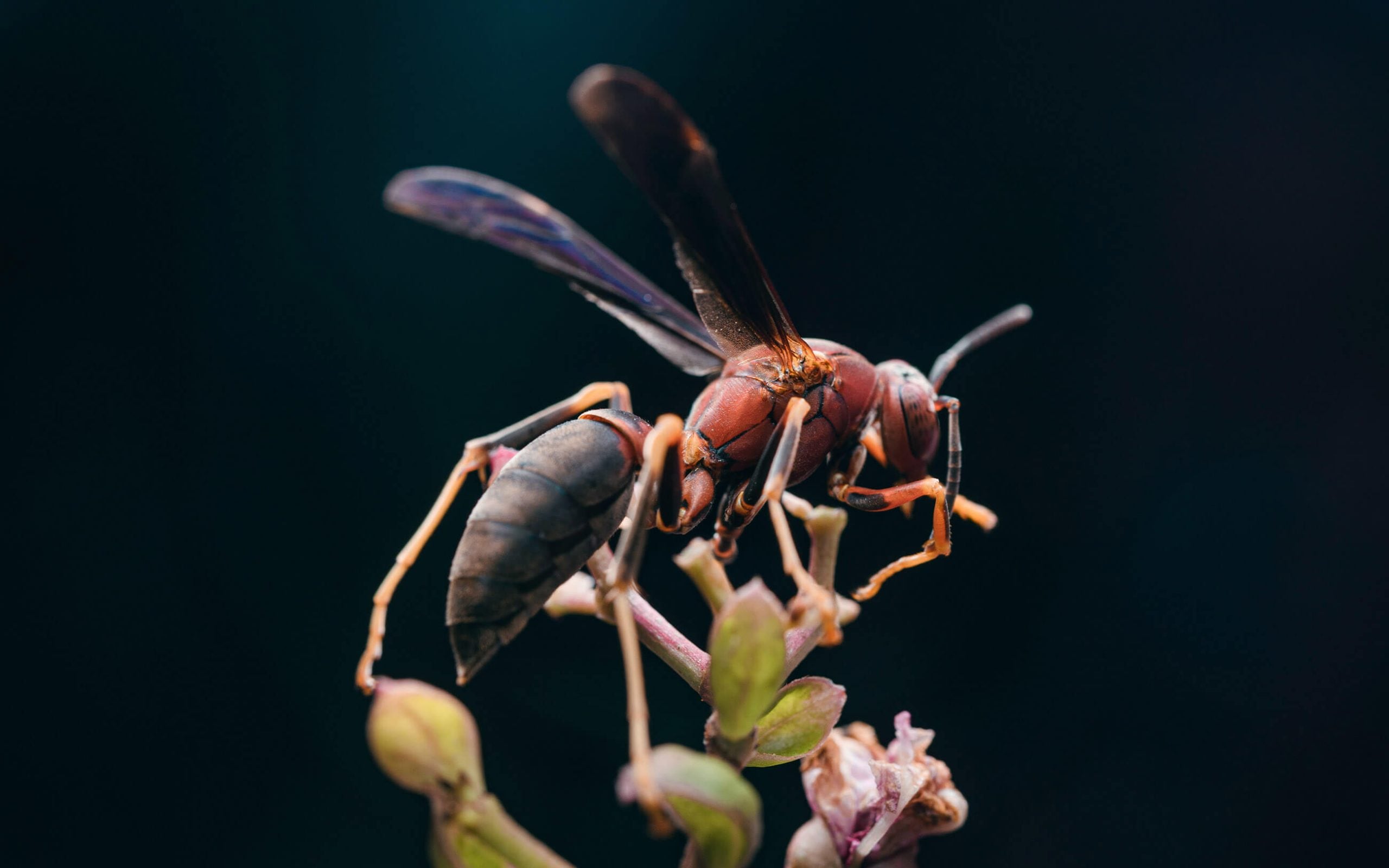 brown and black paper wasp
